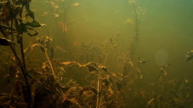 水下的一群淡水鱼。视频下载