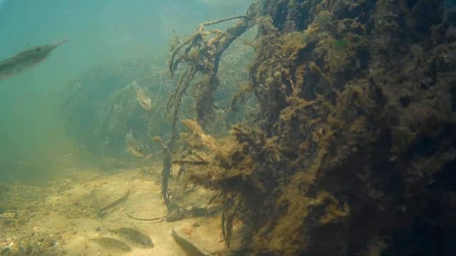 水下的一群淡水鱼。视频素材