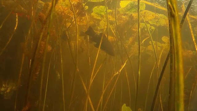 水下的淡水鱼。视频下载