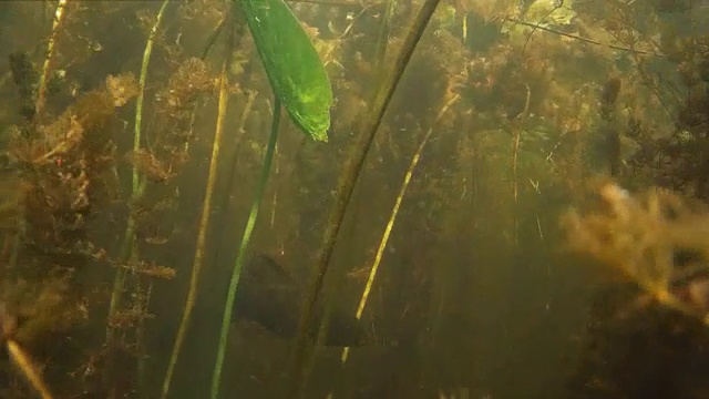 水下的淡水鱼。视频下载