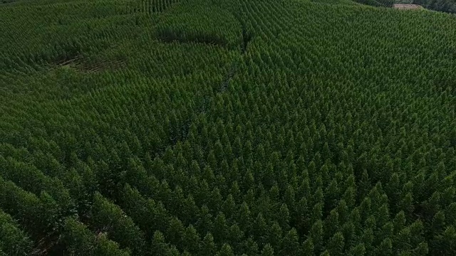 鸟瞰图桉树森林，圣保罗，巴西视频素材