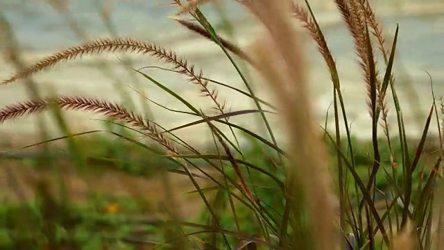 美丽的草耳尖刺在日落视频素材