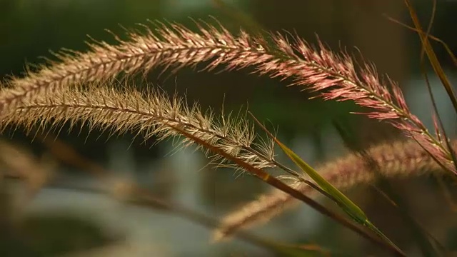 美丽的草耳尖刺在日落视频素材