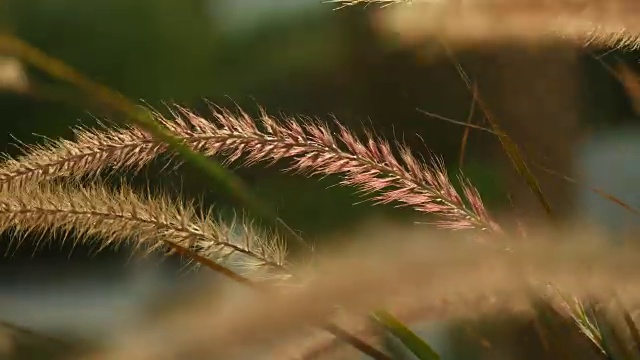 美丽的草耳尖刺在日落视频素材