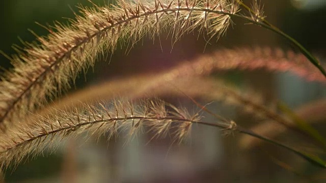 美丽的草耳尖刺在日落视频素材