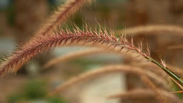 美丽的草耳尖刺在日落视频素材