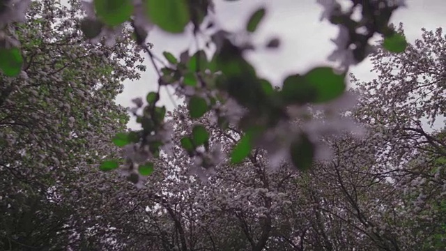 海棠开花树视频素材