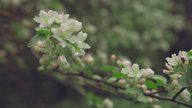 白色的花在树枝上苹果树视频素材