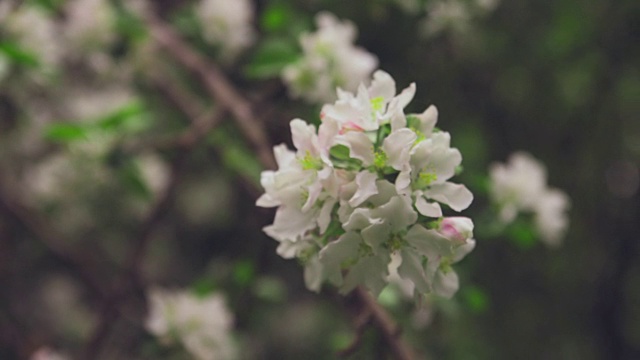 白色的花在树枝上苹果树视频素材