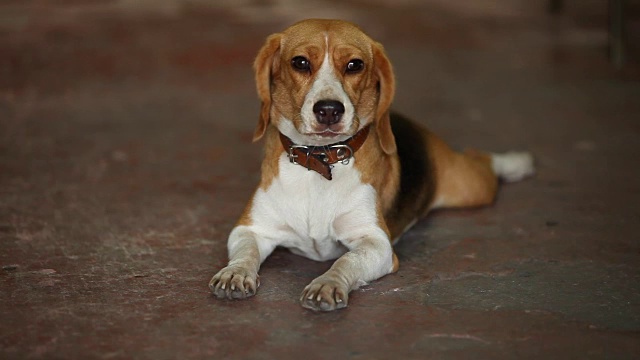 小猎犬号视频素材