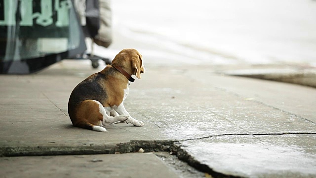 小猎犬号视频素材