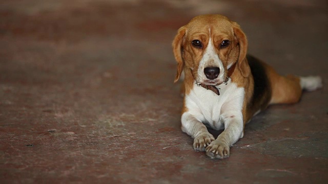 小猎犬号视频素材