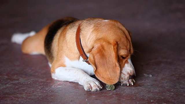 小猎犬号视频素材