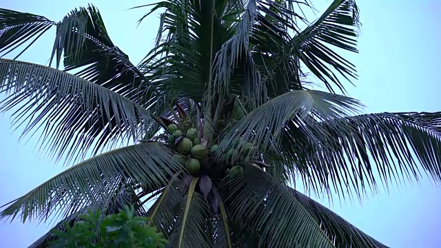 电影倾斜:棕榈树的顶部视频素材