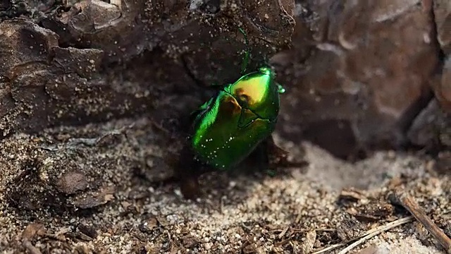 森林里的六月甲虫视频素材