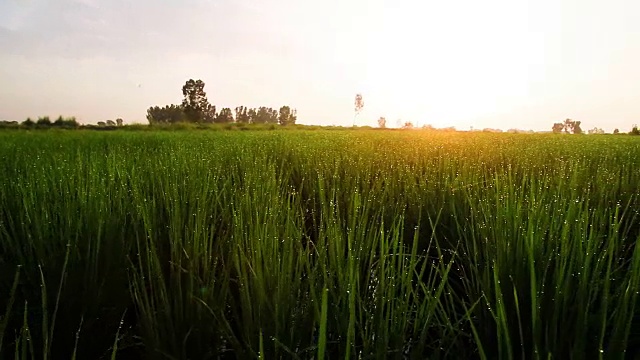 草地视频素材