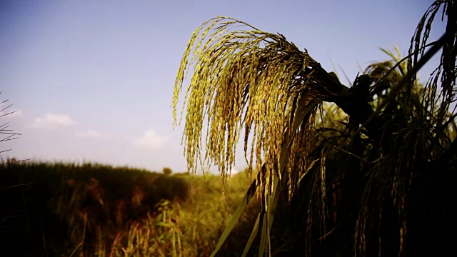 天空下田野上植物的特写镜头视频素材