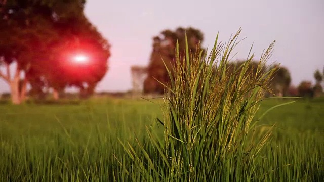 草地对天空的特写镜头视频素材