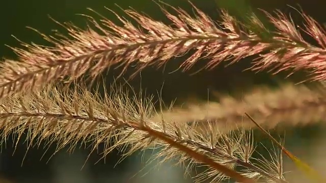 美丽的草耳尖刺在日落视频素材