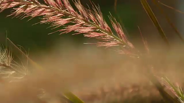 美丽的草耳尖刺在日落视频素材