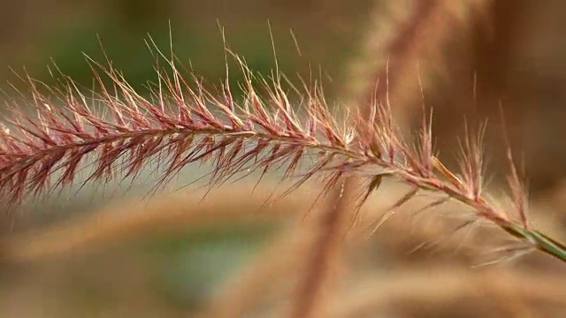 美丽的草耳尖刺在日落视频素材