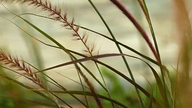 美丽的草耳尖刺在日落视频素材