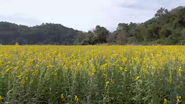 花农场,鸟瞰图视频素材