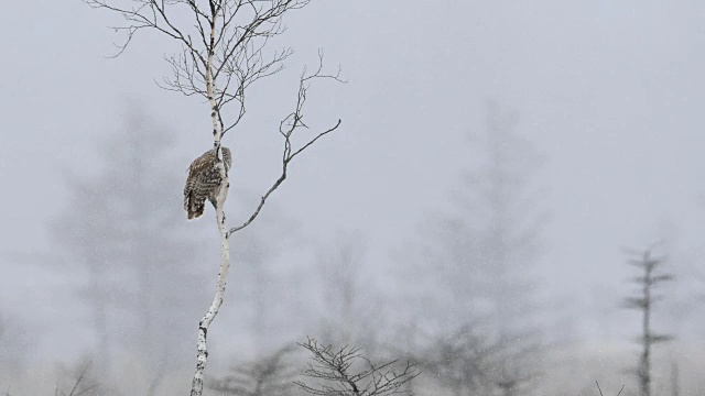 乌拉尔猫头鹰在下雪视频素材