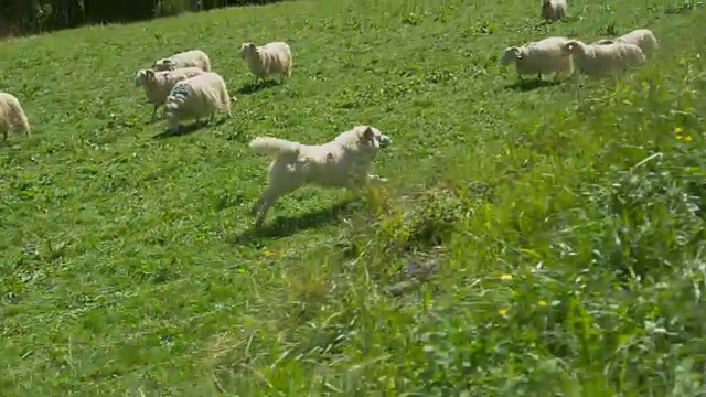 移动低角度拍摄牧羊犬沿着篱笆跑，看守羊群。绵羊在牧场上吃草，美丽的动物放牧和树在背景。视频素材