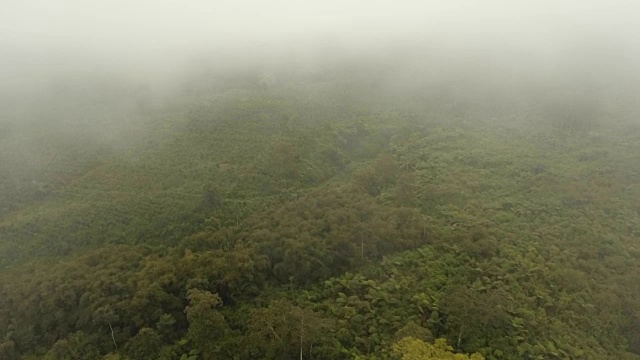 雾中的雨林。Jawa岛,印度尼西亚。资料片视频素材