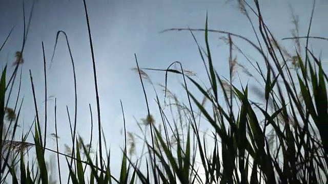 稻草和草在微风中，风，在绿色的田野在夏季日落视频素材