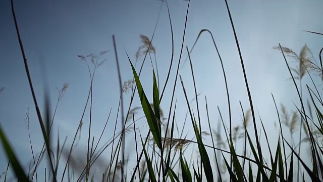 稻草和草在微风中，风，在绿色的田野在夏季日落视频素材