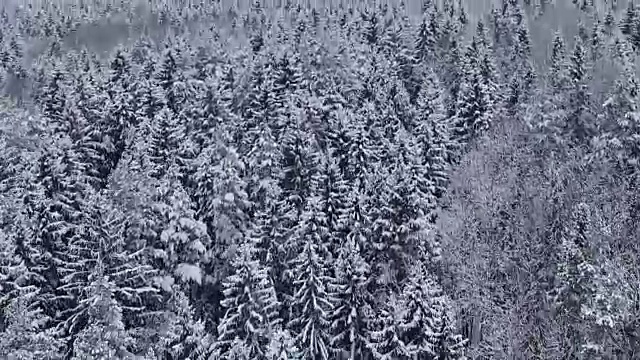 飞行和起飞上方的冬季森林在下雪的北方，空中全景视频素材