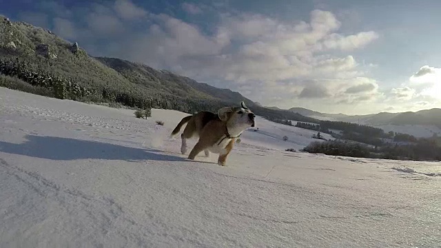 活动的比格犬跑在雪山行走的慢镜头。视频素材