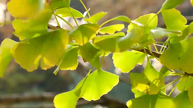 小绿的银杏叶在风中传来秋天的声音视频素材