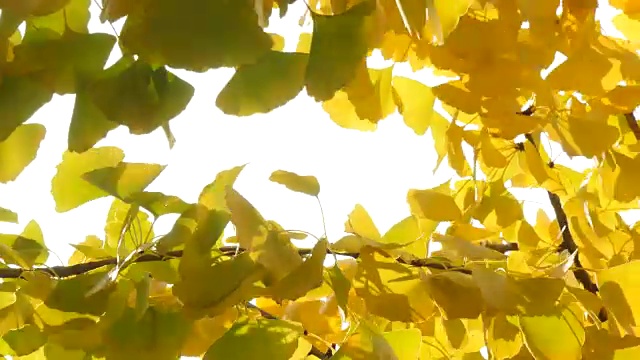 摘要背景黄色的银杏叶在风中飘扬视频素材