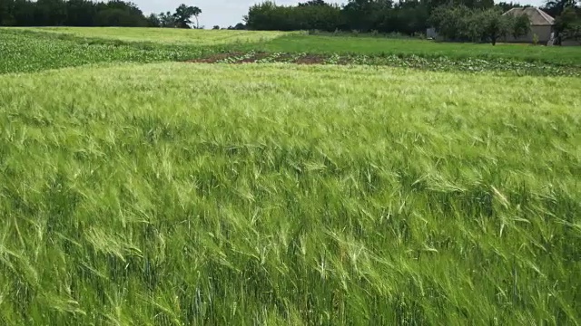 田间的幼绿小麦和小穗视频素材