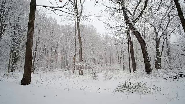 雪覆盖了树木视频素材