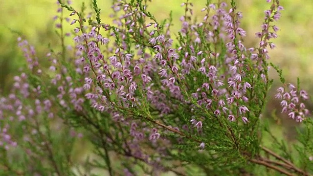 附近开花的常青石南视频素材