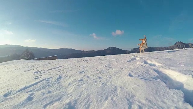 活动的比格犬跑在雪山行走的慢镜头视频素材