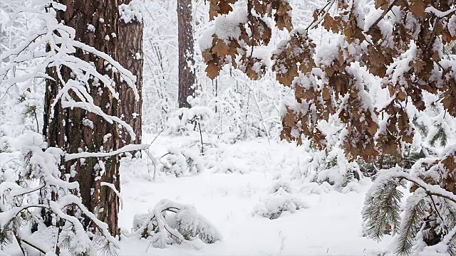 森林里下雪了。视频素材