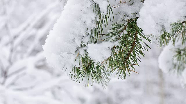 雪中的松枝。视频素材