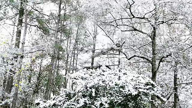 冬天的雪飘落在森林里。视频素材