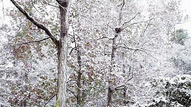 冬天的雪飘落在森林里。视频素材