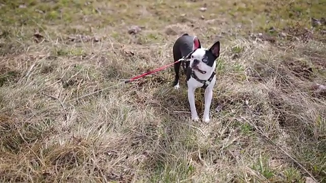 波士顿小猎犬在草地上玩耍视频素材