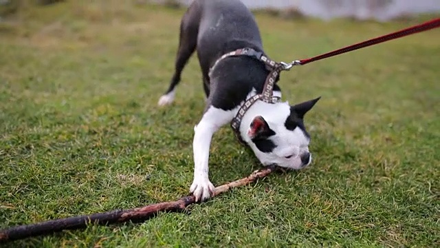 波士顿小猎犬在草地上玩耍视频素材