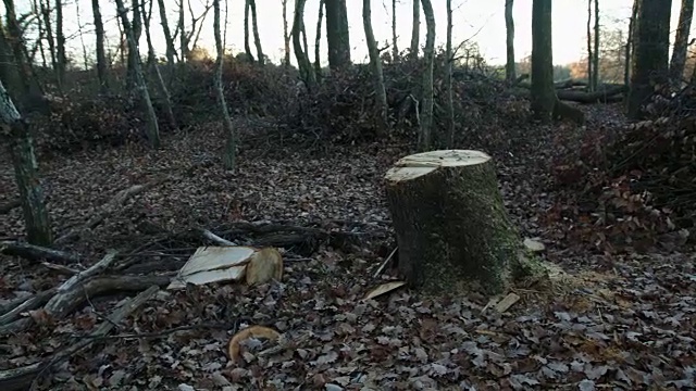 森林砍伐阳光稳定镜头视频素材