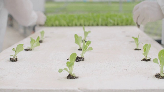 工人们在温室里种植水培莴苣视频素材