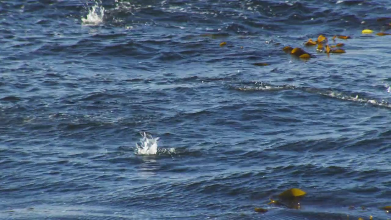 波浪和一群跳岩企鹅向镜头游来，在海浪中跳跃视频素材