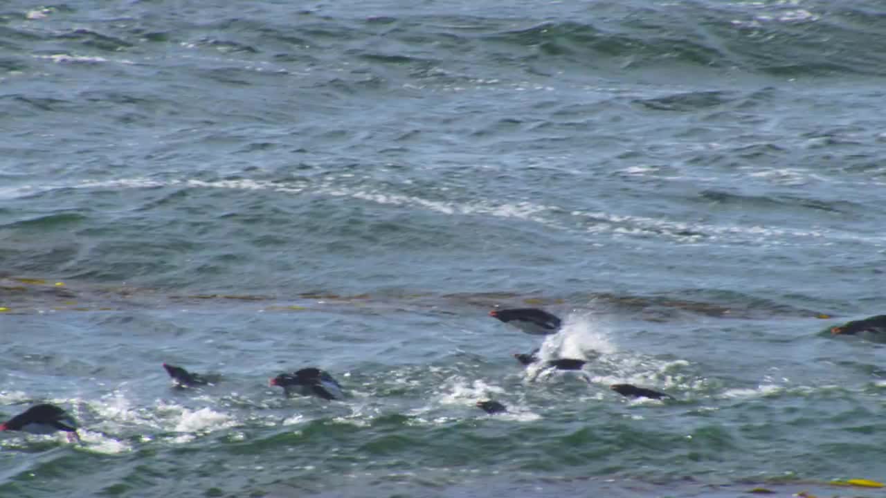 波浪和一群跳岩企鹅向镜头游来，在海浪中跳跃视频素材